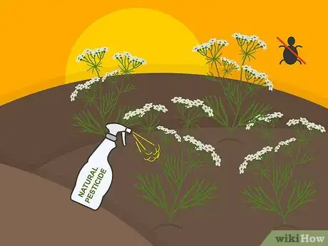 Image titled Grow Cumin Step 21