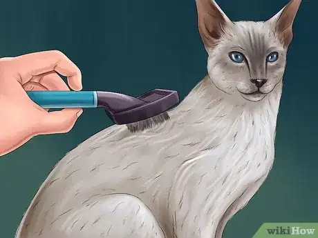 Image titled Take Care of a Javanese Cat Step 8