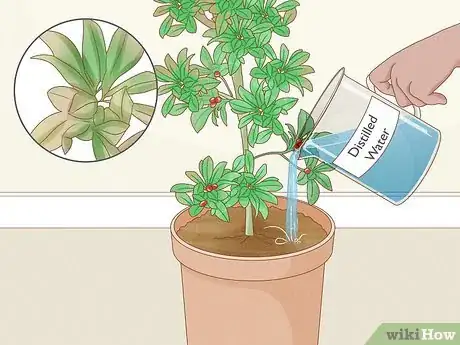 Image titled Grow Miracle Berries Step 15