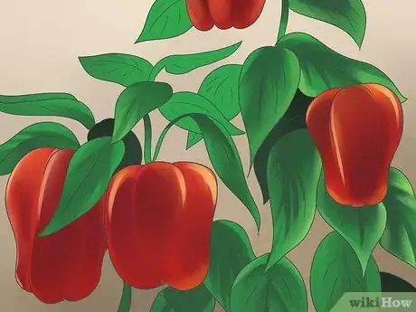 Image titled Grow Bell Peppers Step 11