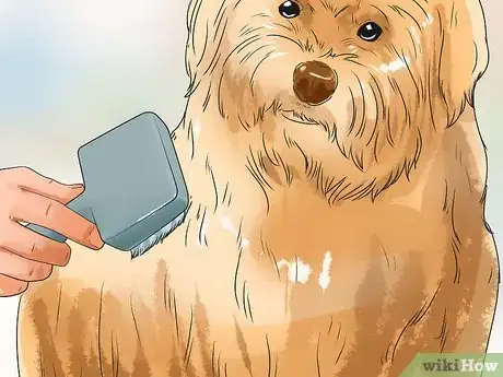 Image titled Care for Labradoodles Step 5
