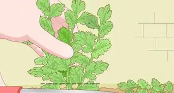 Grow Parsley from Cuttings