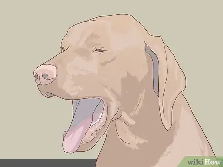 Image titled Treat Cardiac Disease in Older Dogs Step 7