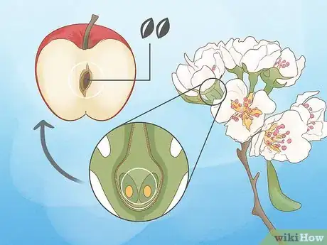 Image titled How Do Insects Help a Plant to Reproduce Step 9
