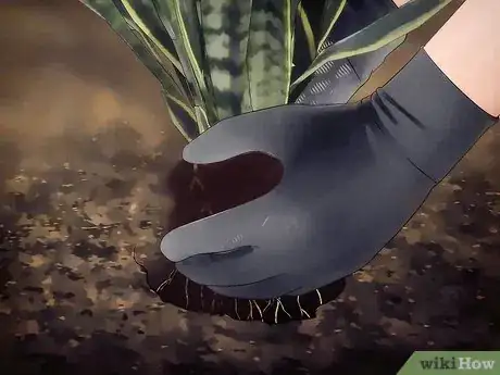 Image titled Overwinter Tropical Plants Step 6