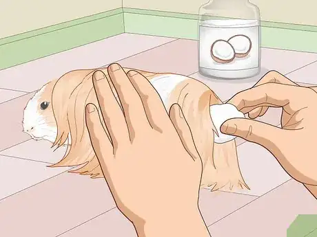 Image titled Prepare a Guinea Pig for Show Step 14
