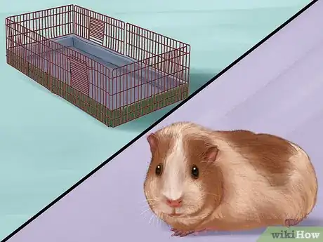 Image titled Adopt a Guinea Pig Step 9