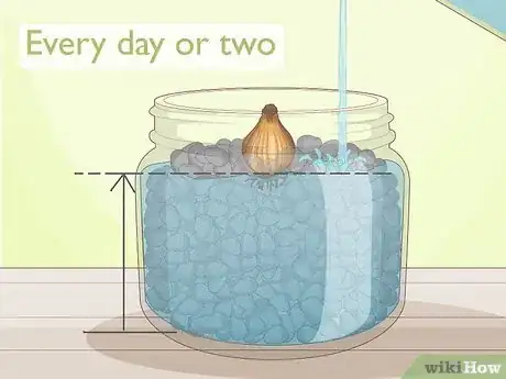 Image titled Force Daffodils Indoors Step 21