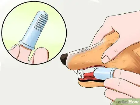 Image titled Care for Shelties Step 15