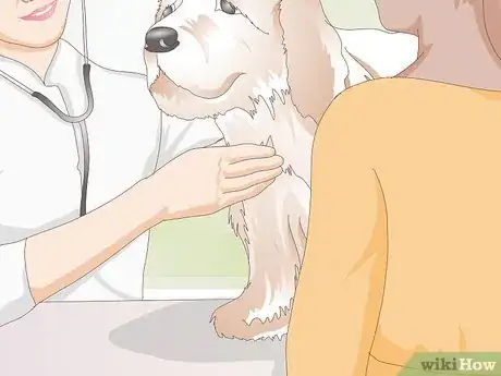 Image titled Diagnose Ingrown Eyelids in Dogs Step 7