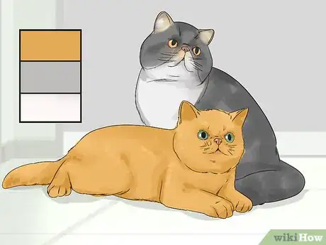 Image titled Identify an Exotic Shorthair Cat Step 2
