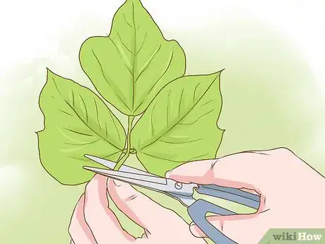 Image titled Harvest Kudzu Step 14