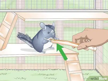 Image titled Prevent Chinchillas from Developing Hairballs Step 2