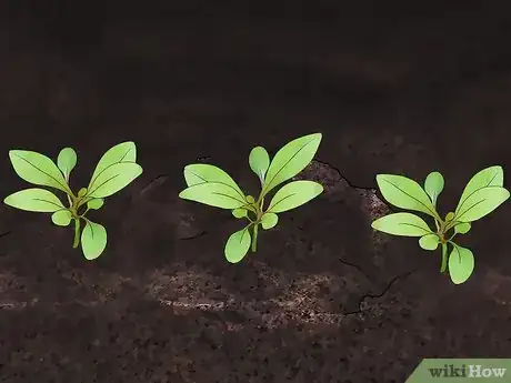 Image titled Grow Gaura Step 12