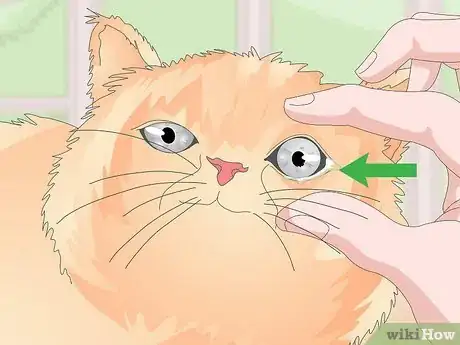 Image titled Keep Your Cat Clean Step 17