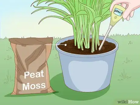 Image titled Make an Areca Palm Grow Faster Step 4