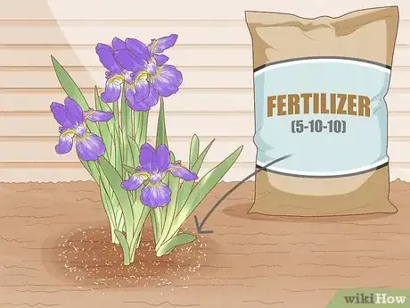 Image titled Grow Bearded Irises Step 11
