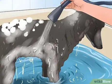 Image titled Groom a Longhair Dog Step 8