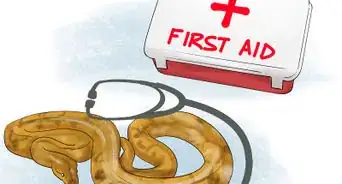 Look After a Reticulated Python