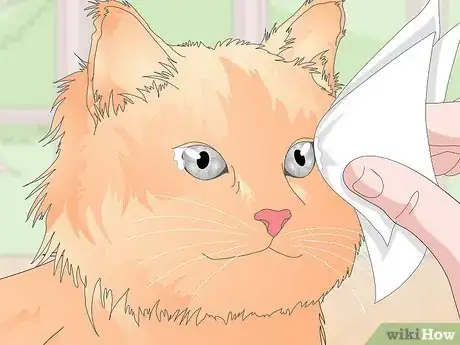 Image titled Keep Your Cat Clean Step 15