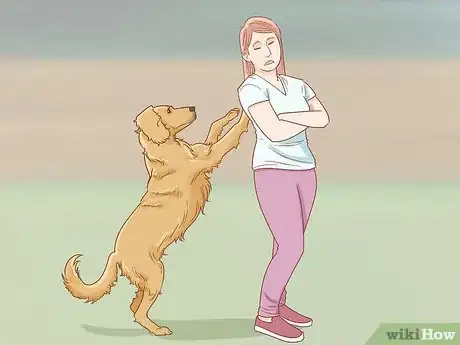 Image titled Train a Golden Retriever Step 9