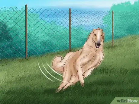 Image titled Care for a Borzoi Step 3