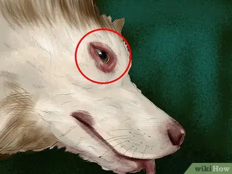 Image titled Prepare for Breed Specific Health Problems in Dogs Step 3