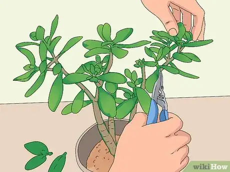 Image titled Prune a Jade Plant Step 1