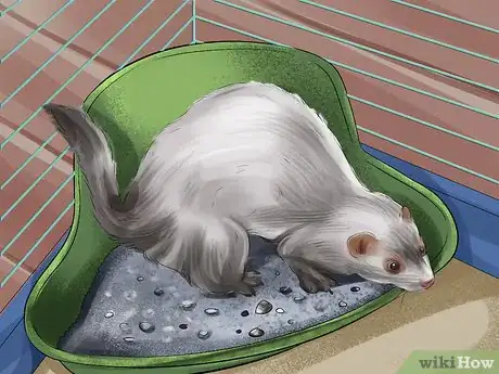 Image titled Train a Ferret Step 1