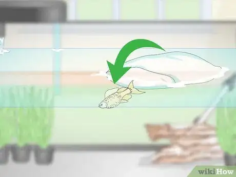 Image titled Breed Livebearing Tropical Fish Step 5