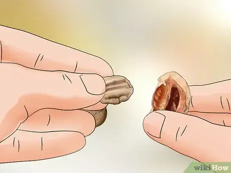 Image titled Identify Hickory Nuts Step 18