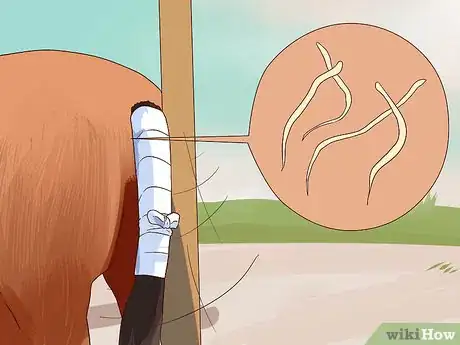 Image titled Apply a Horse Tail Bandage Step 11