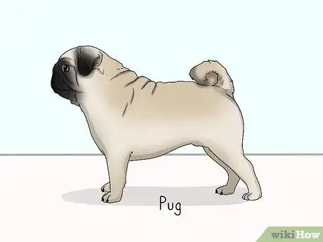 Image titled Identify a Pekingese Step 15