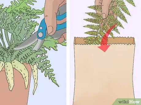 Image titled Grow a Rabbit Foot Fern Step 12