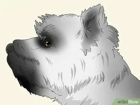 Image titled Identify a Cairn Terrier Step 2
