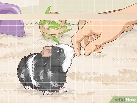 Image titled Ensure a Happy Life for Your Guinea Pig Step 18