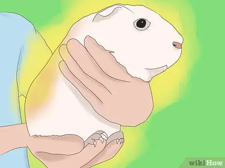 Image titled Take Photos of Your Guinea Pigs Step 6