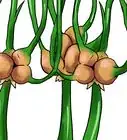 Grow Winter Onions