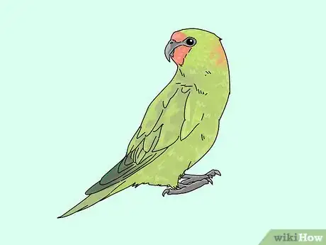 Image titled Choose a Lory or Lorikeet Step 4