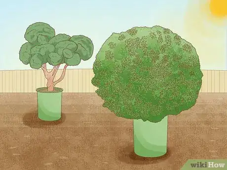 Image titled Grow a Topiary Step 1