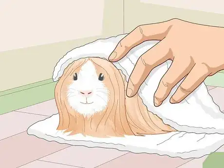 Image titled Prepare a Guinea Pig for Show Step 13