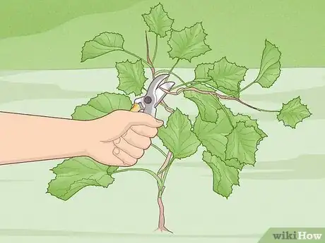 Image titled Grow Scuppernongs Step 10