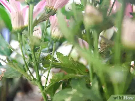 Image titled Make a Dried Flower Bouquet Step 4