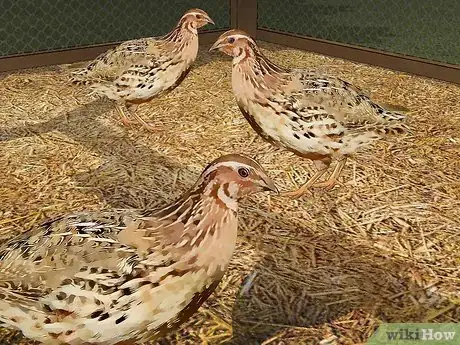 Image titled Care for an Asian Common Quail Step 5