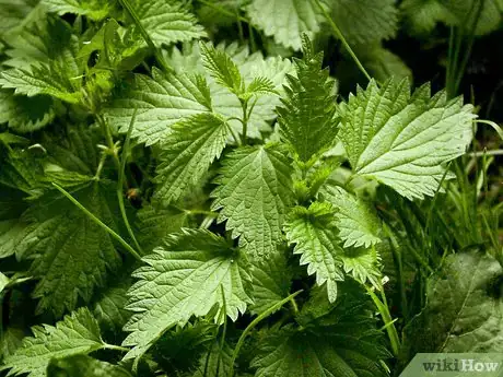 Image titled Eat Stinging Nettles Step 12