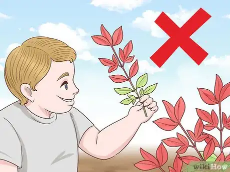 Image titled Prune Nandinas Step 2