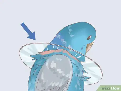 Image titled Stop Feather Plucking in Parakeets Step 6