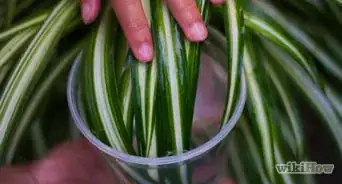 Clean Your Indoor Houseplants