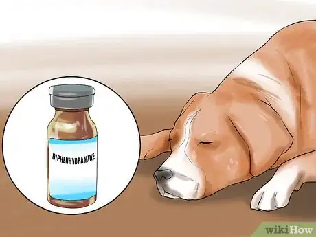 Image titled Groom a Hyper Dog Step 4