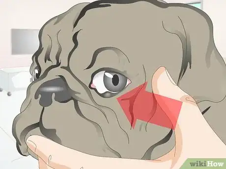 Image titled Diagnose Ingrown Eyelids in Dogs Step 5